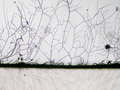 Struktura Aspergillus niger (kropidlaka czarnego). Fot. By Y_tambe - Y_tambe's file, źródło: https://commons.wikimedia.org/w/index.php?curid=3928249, dostęp: 23.08.16